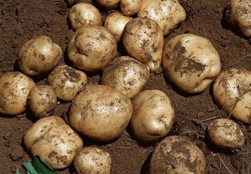 镇坪吃瓜视频,揭秘当地特色美食背后的故事