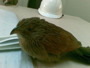 瓜被鸟吃还会结瓜吗视频,揭秘瓜被鸟吃后还能结瓜的奥秘