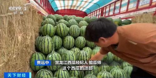 深圳代驾吃瓜,一场吃瓜群众的狂欢盛宴