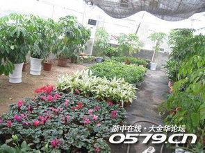 浙师大草坪吃瓜,夏日校园里的悠闲时光